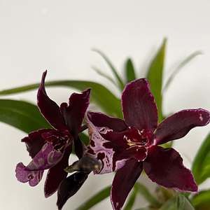 Meet your Posher, Scott